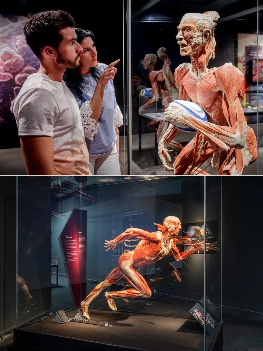 The First Museum of BODY WORLDS